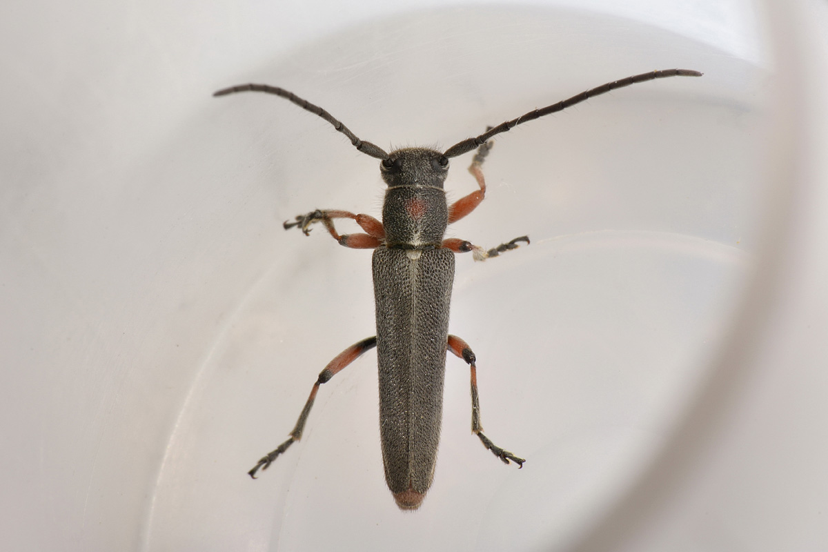 Phytoecia sp? - Phytoecia vulneris